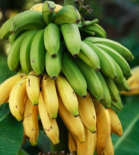 Une banane pouvant être consommée avec la peau a été développée par une firme agroalimentaire japonaise cette banane, appelée « mongee » est née des scientifiques de d&t farm 40. Cavendish Banana - Gardenwize Nursery