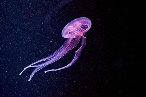 Jellyfish Jellyfish Squid Octopus Tank Pinterest