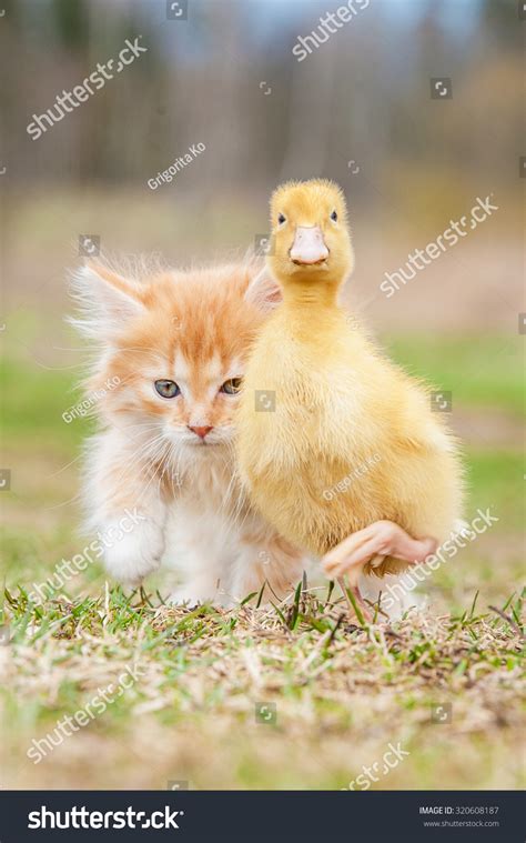 Adorable Red Kitten With Little Duckling Stock Photo 320608187