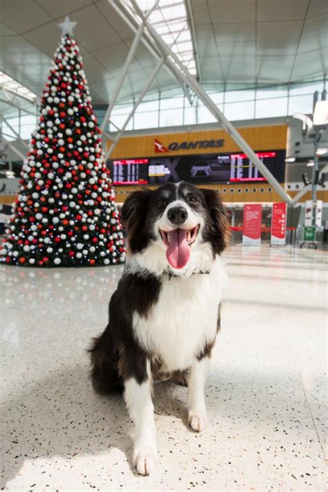 Qantas Partners With Mad Paws Pet Minding Service Australian Dog Lover