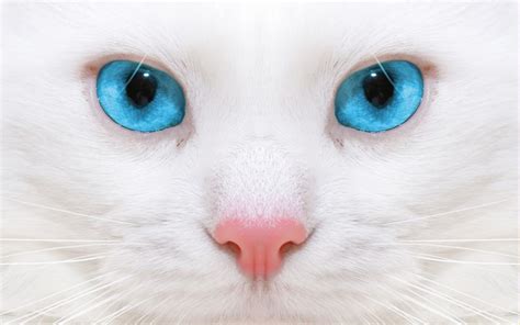 Blue Eyes Face Cats Kitten Wallpaper 1920x1200 72243 Wallpaperup