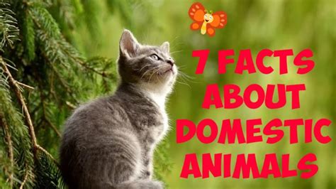 Seven Facts About Domestic Animals Seven Op Facts Youtube