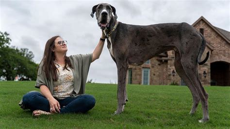 La Historia De Zeus El Ahora Proclamado Perro M S Grande Del Mundo