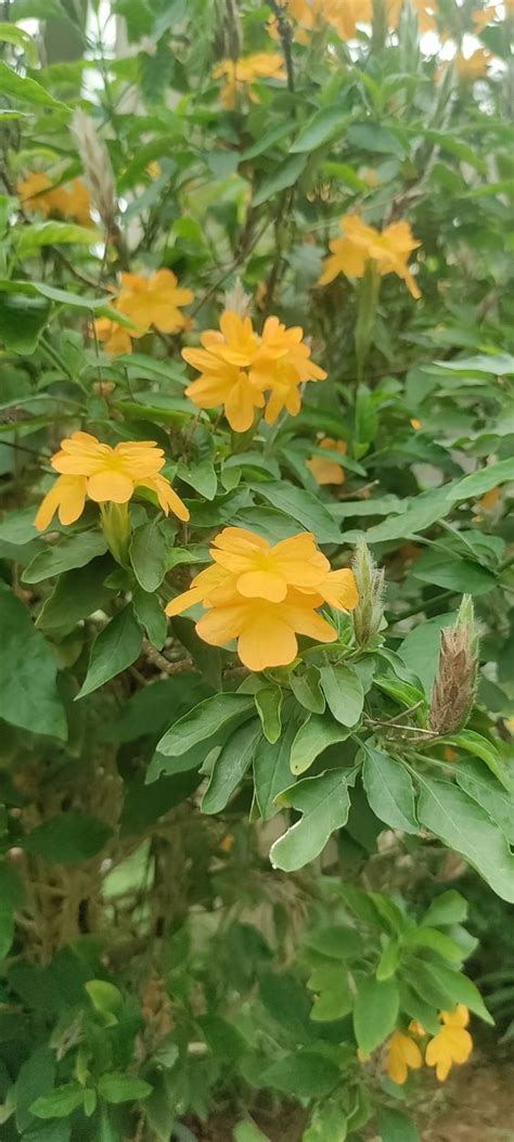 Crossandra Infundibuliform Facts Uses How To Grow And Care Tips