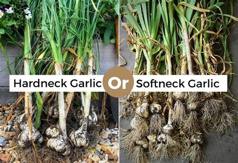 Hardneck Vs Softneck Garlic Whats The Difference Gardening Chores