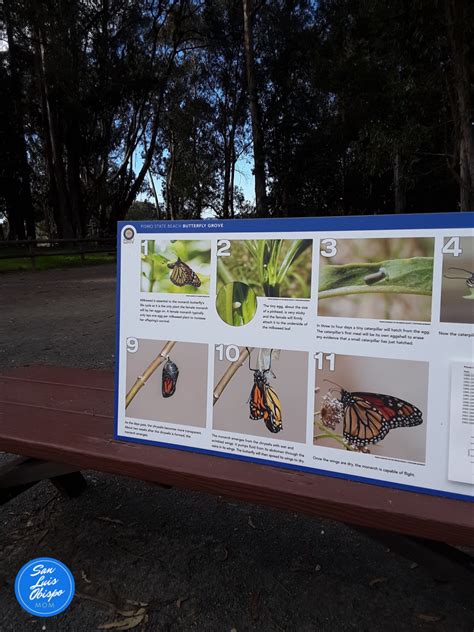 Monarch Buttery Grove Central Coast California San Luis Obispo County