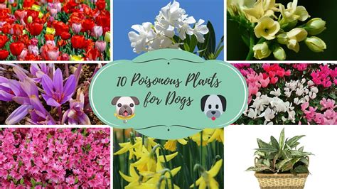 Download our poisonous plants newsletter! Top 10 Poisonous Plants for Dogs - YouTube