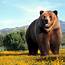 Favorite Images Of Grizzly Bears 1