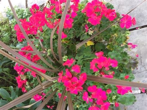 Patio Pot Geraniums ‘rocky Mt Deep Rose Covered Bridge Garden Club