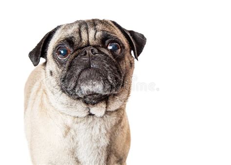 Pug Looking Close Up Portrait With Space Stock Photo Image Of Nosed