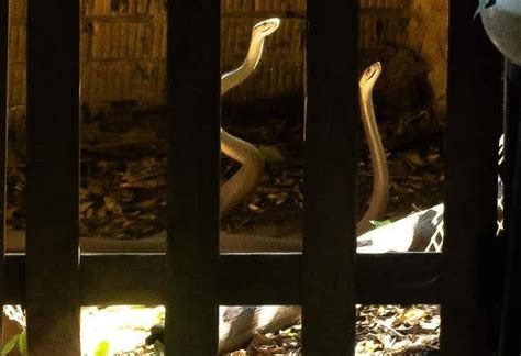 Pics Two Male Black Mambas Caught Fighting Over A Female In Durban