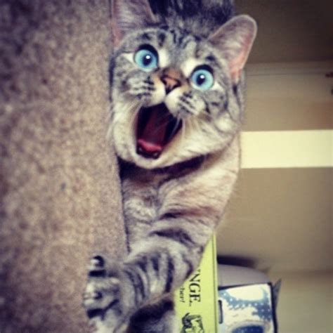 Beautiful Shocked Cute Blue Eyes Kitty The Animals Planet
