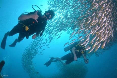 Experience An Unforgettable Morning Diving Adventure At Phi Phi Island