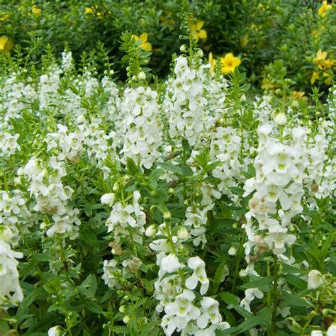 Angelonia Flower Garden Seeds Serena White Improved 100 Seeds