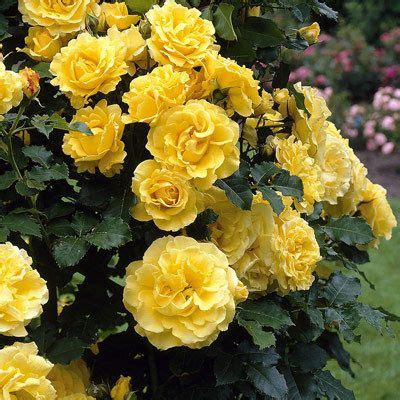 Rose Climbing Golden Showers Parkers Wholesale Yellow Roses Rose