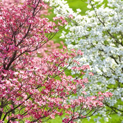 7 Best Dogwood Festivals In The Us In 2020 Dogwood Tree Landscaping