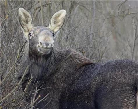 Chernobyl Animals Worse Affected Than Thought Study Reuters