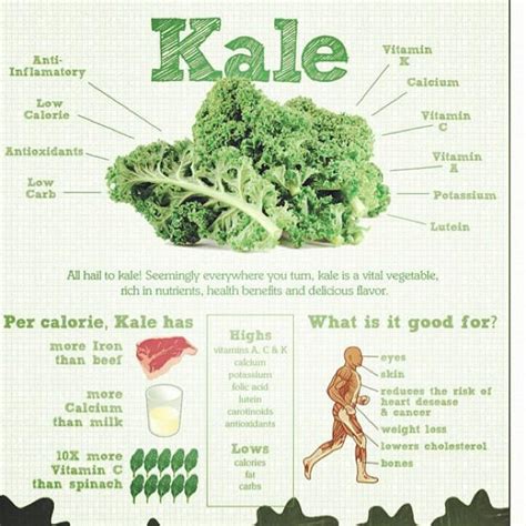 Benefits Of Kale Best For Weight Loss By Sarah Pallen💄 Musely