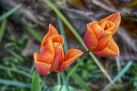 Pairs Of Tulips Free Stock Photo Public Domain Pictures