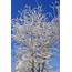 Snow Coated Winter Tree Branches Picture  Free Photograph Photos