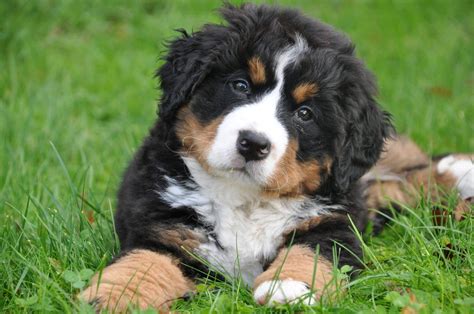 The bernese mountain dog requires confident, consistent, and gentle training. Bernese Mountain Dog Puppies: The Ultimate Guide for New ...