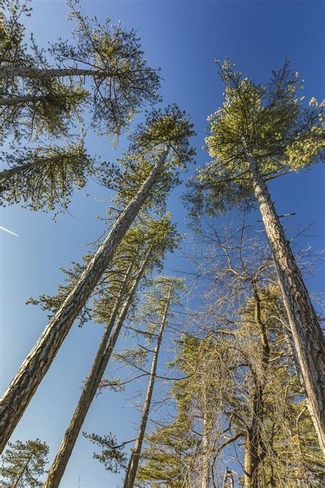 Looking Up In A Pine Forest With Blue Sky Stock Image Image Of Pine