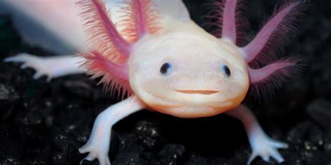 Amazing Creatures The Axolotl Curious Times
