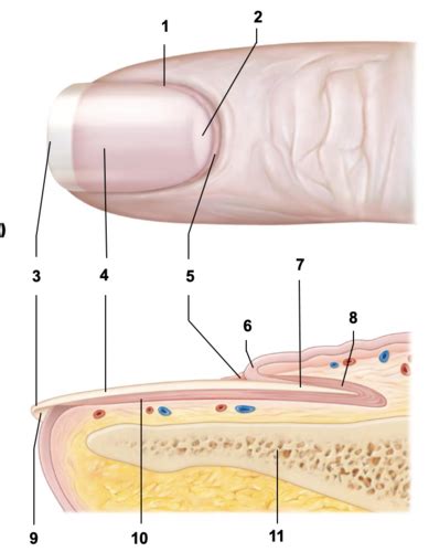 Lab 5 Structure Of A Nail Flashcards Quizlet