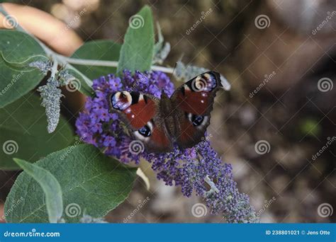 Aglais Io European Pavone Butterfly Lilac Estivo Immagine Stock