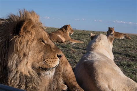The Wild Animal Sanctuary Reviews and Ratings | Keenesburg, CO | Donate