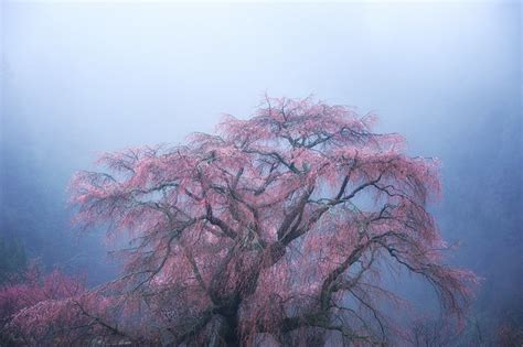Old Cherry Tree Floating In The Mist Cherry Blossom 2011 A