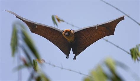 Bat Bats Are Mammals Of The Order Chiroptera Kaɪˈrɒptər Flickr