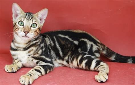 Kucing bengal atau blacan adalah keturunan ketiga dari hasil persilangan antara kucing american shorthair dengan kucing asian leopard. Harga Kucing Bengal Terbaru 2019 - Kucing.co.id