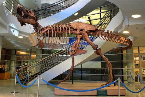 This T Rex Skeleton At Uc Berkeley Is One Of The Most Complete Ones To