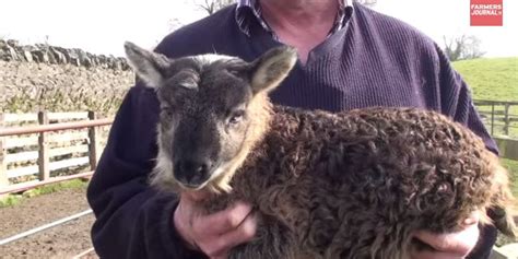 Rare Half Goat Half Sheep Born In Ireland And Its Adorable