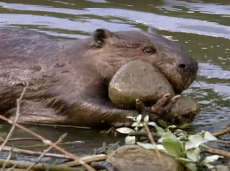 How And Why Do Beavers Build Dams Ecosystem Engineers Video