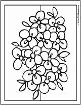 Colorwithfuzzy Getdrawings Tulips sketch template