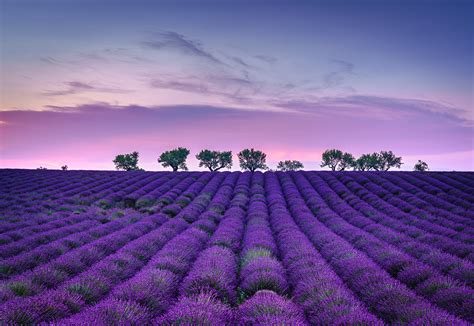 Download Sky Purple Flower Nature Field Lavender Hd Wallpaper