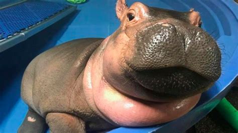 fiona the hippo s best moments of 2017