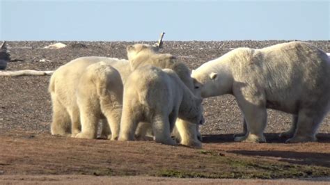 Adventure Alaska Kaktovik Polar Bears 2 Families Confront Youtube