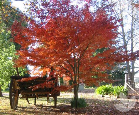 Acer Palmatum Japanese Maple Trees Speciality Trees