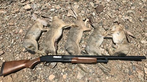 How To Hunt Rabbits Rabbit Hunting Instructions And Demo Step By