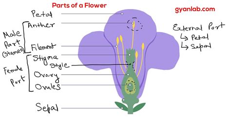 Parts Of A Flower Youtube
