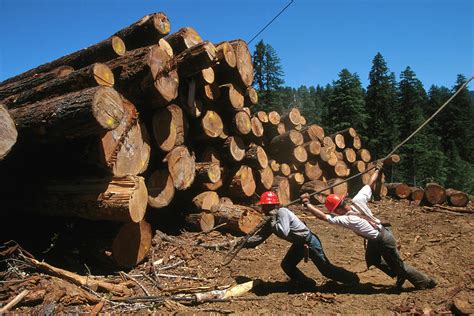 Logging Of Old Growth Trees Photograph By Peter Essick Pixels