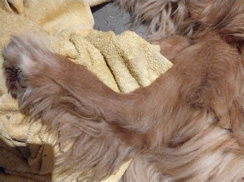 Entlang der lymphbahnen wird mit sanften bewegungen ein leichter druck auf die haut ausgeübt. Manuelle Lymphdrainage bei Hunden und Pferden ...