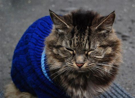20 Cats Wearing Adorable Sweaters