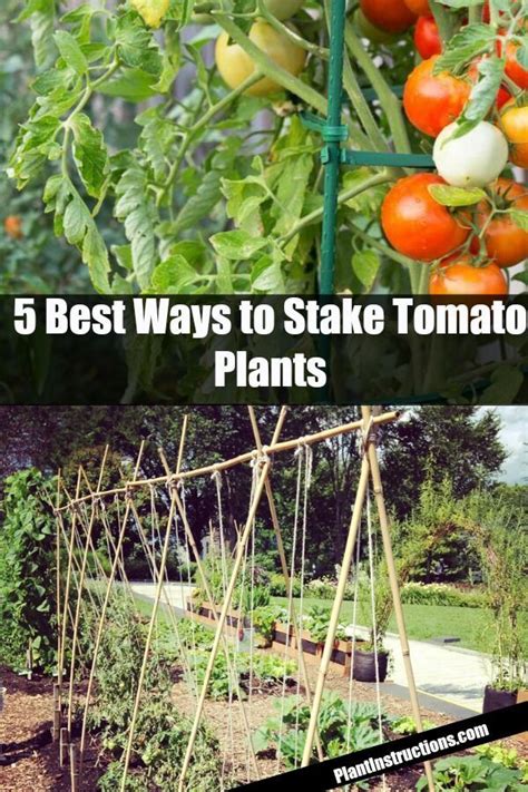 5 Ways To Stake Tomatoes For A Bountiful Tomato Harvest Tomato