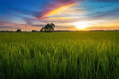Premium Photo Landscape Photography Sunset At The Rice Fields