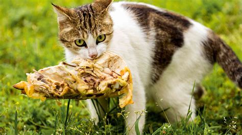 Survival 101 What Do Stray Cats Eat The Cat Bandit Blog
