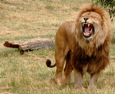 Facts On Lions Animals Wild Lion Pictures Animals
